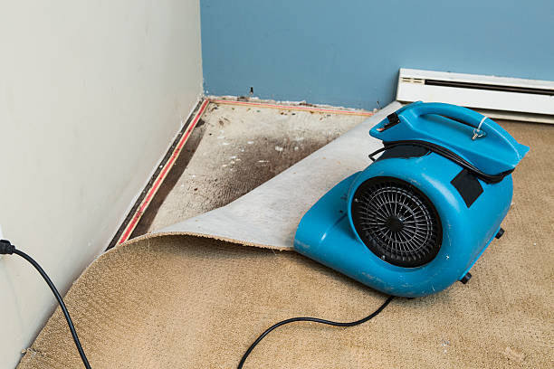 Best Water damage contractors near me  in Candlewick Lake, IL